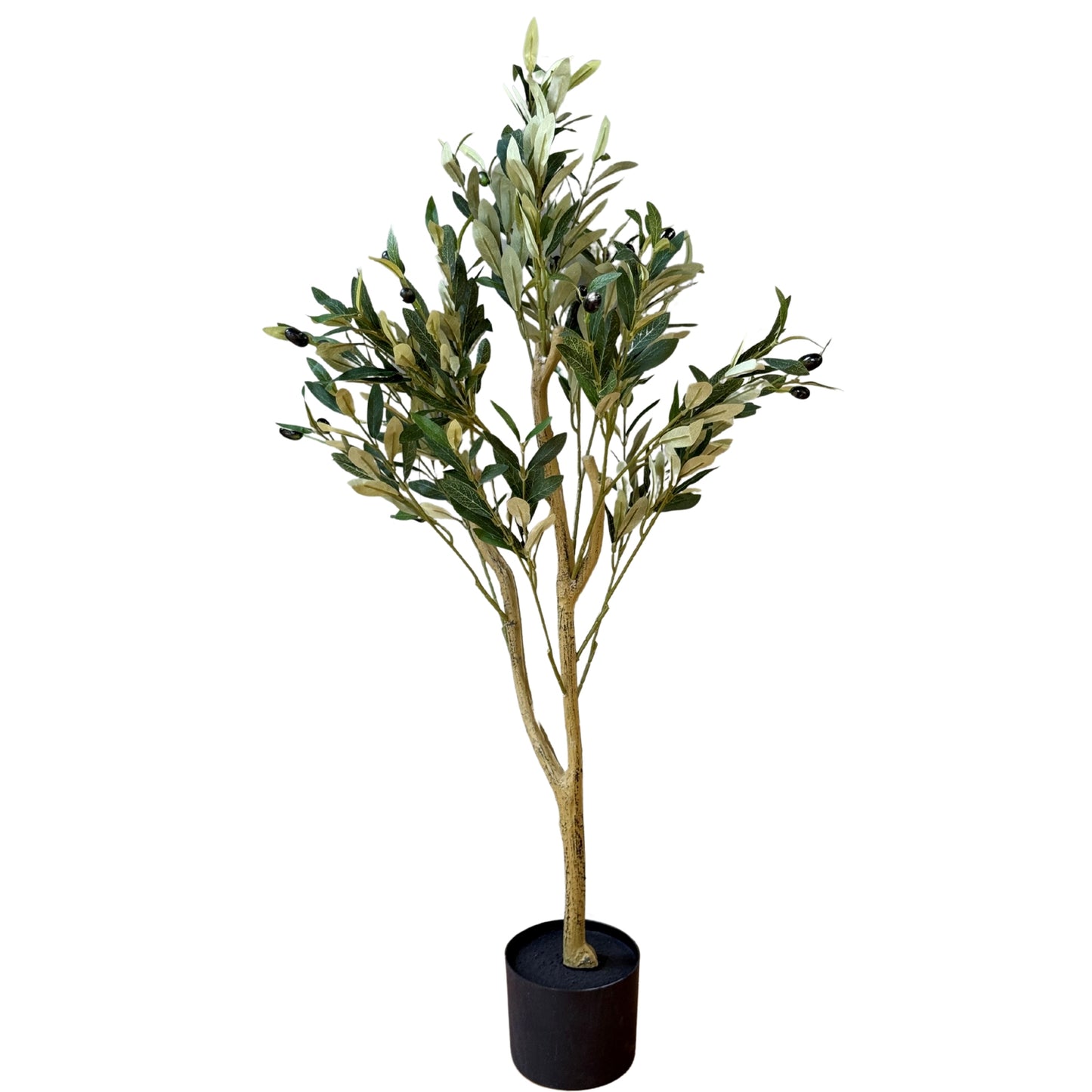 Calabria Small Olive Tree